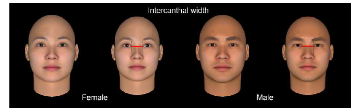 FaceGen Modeller 프로그램에서 phenotype 28에 해당하는 눈 사이 거리를 증가시킨 얼굴 모델