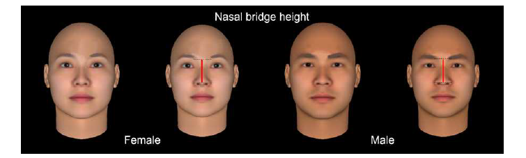FaceGen Modeller 프로그램에서 phenotype 46에 해당하는 코 길이를 증가시킨 얼굴 모델