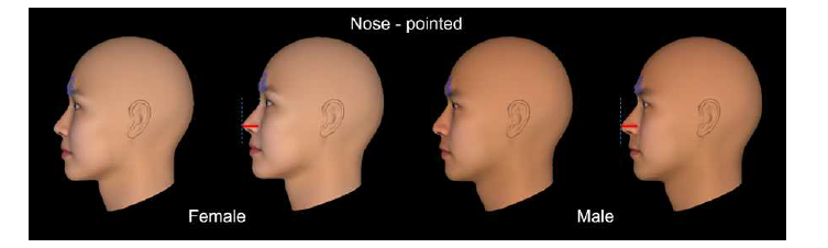FaceGen Modeller 프로그램에서 코 높이를 증가시킨 얼굴 모델