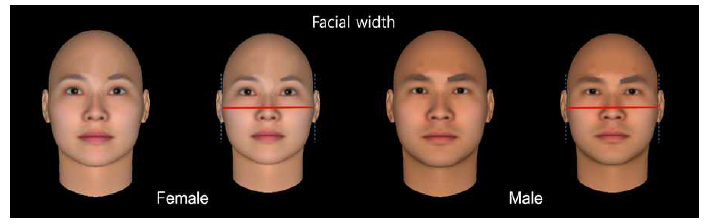 FaceGen Modeller 프로그램에서 얼굴 너비를 증가시킨 얼굴 모델