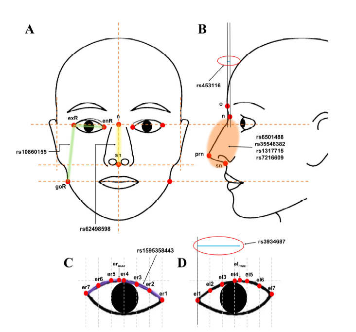 Positions of facial landmarks that showed genome-wide significant associations. Points in (A) frontal face, (B) lateral image, (C) right eye, and (D) left eye are shown. (Cho et al., Forensic Sciences Research, 2023, in press)13