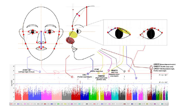 Face profile features showing genome-wide significant associations. (Cho et al., Scientific Reports, 2023, accepted)14