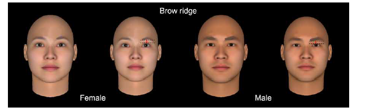 FaceGen Modeller 프로그램에서 눈썹 높이를 조절한 얼굴 모델
