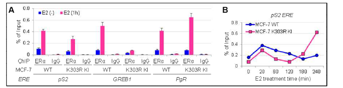 ESR1 K303R mutation에 ERα의 chromatin recruitment dynamics의 변화 분석. (A) ERα의 single time point ChIP & (B) Time-course ERα ChIP.