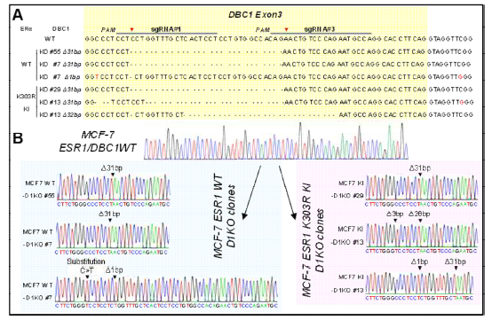 CRISPR/Cas9 기반 MCF-7 DBC1 KO & MCF-7 ESR1 K303R KI/DBC1 KO 세포주 제작. (A) sgRNAs targeting DBC1 exon 3 (upper sequence), (A-B) DNA sequence analysis of DBC1 exon 3 of KO clones