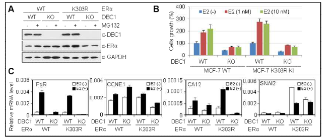 DBC1 KO에 의한 MCF-7 세포의 성장 및 ERα WT과 K303R mutant의 전사활성 변화 분석. (A) Immunoblots of DBC1 and ERα, (B) Cell proliferation assays, and (C) qRT-PCR analysis of target gene expression of ERα WT & K303R mutant in MCF-7 WT, MCF-7 DBC1 KO, MCF-7 ESR1 K303R KI/DBC1, and MCF-7 ESR1 K303R KI/DBC1 KO cells.