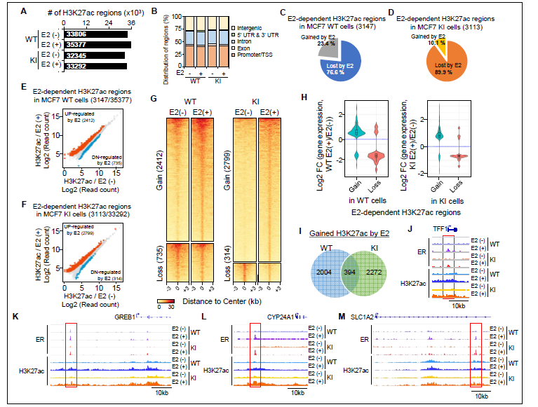 Genome-wide 수준에서 E2 및 ERα K303R mutation에 의해 조절되는 H3K27ac의 변화 분석.