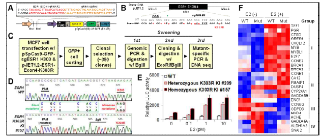 MCF- 7/ERα-K303R Knock-In 세포주 제작 및 ER 전사 활성 변화 분석