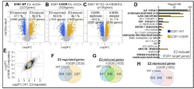 ERα WT과 ERα - K 3 0 3 R 의 transcriptome 분석 및 표적유 전자 발굴