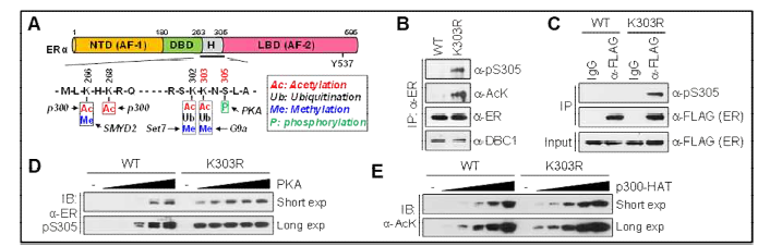 ERα K303R 변이에 의한 S305 phosphorylation 및 acetylation 변화 분석