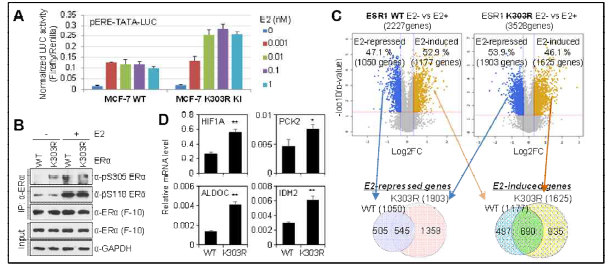 MCF-7 ESR1 K303R knock-In (KI) 세포모델에서 ERα의 전사활성 변화 분석. (A) Reporter gene assays, (B) ERα phosphorylation, (C) RNA-seq analysis, and (D) qRT-PCR analysis in MCF-7 WT and MCF-7 ESR1 K303R KI cells.