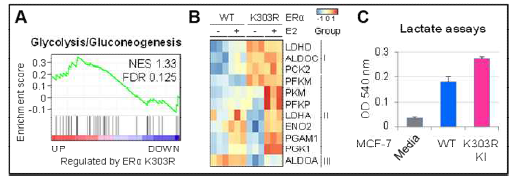 ESR1 K303R mutation에 의한 MCF-7 세포의 glycolysis signaling 변화 분석. (A) GSEA, (B) heatmap analysis, and (C) lactate assays in MCF-7 WT and MCF-7 ESR1 K303R KI cells.