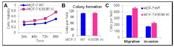 ESR1 K303R mutation에 의한 MCF-7 세포의 (A) cell proliferation, (B) colony formation, (C) migration & invasion 능력의 변화 분석.