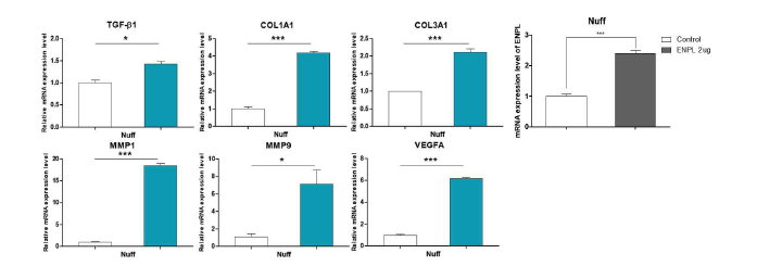 ENPL recombinant protein 처리에 의한 Nuff 세포 주의 재생 관련 인자 발현 패턴