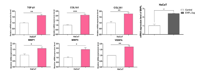 ENPL recombinant protein 처리에 의한 HaCaT 세포 주의 재생 관련 인자 발현 패턴