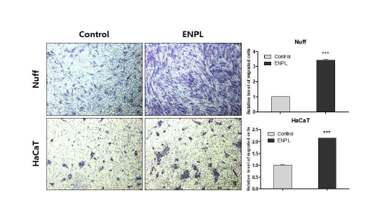 외재적 ENPL자극에 의한 Nuff 및 HaCaT의 세포 이동성 증가