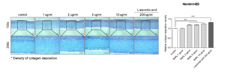 3D 인공피부모델에서 ENPL에 의한 collagen deposition 효과 확인