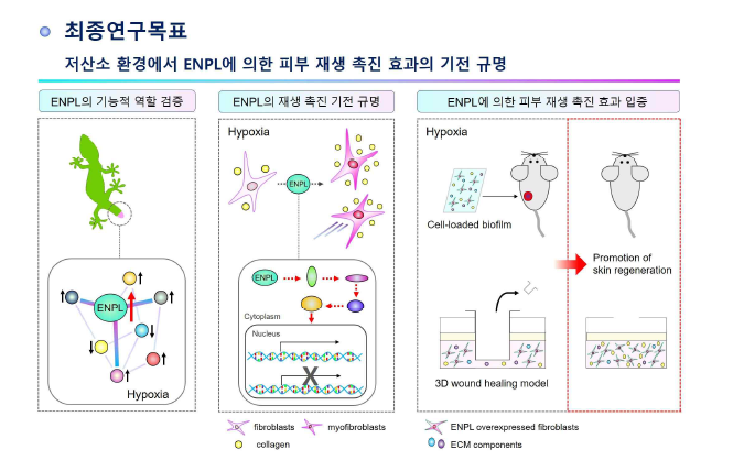 저산소 환경에서 ENPL에 의한 피부 재생 촉진 효과의 기전 규명 최종연구목표