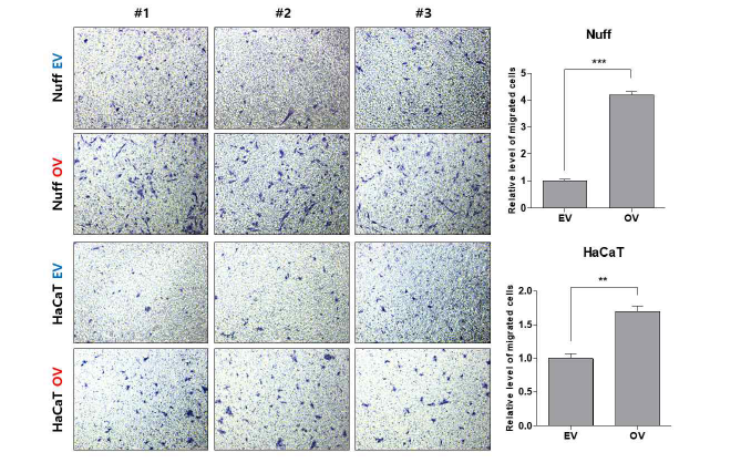 ENPL 과발현에 의한 Nuff 및 HaCaT 세포의 이동성 증가