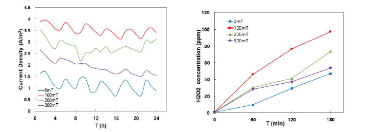자석 세기 별 전류밀도 & 과산화수소 생산량(ppm) 비교