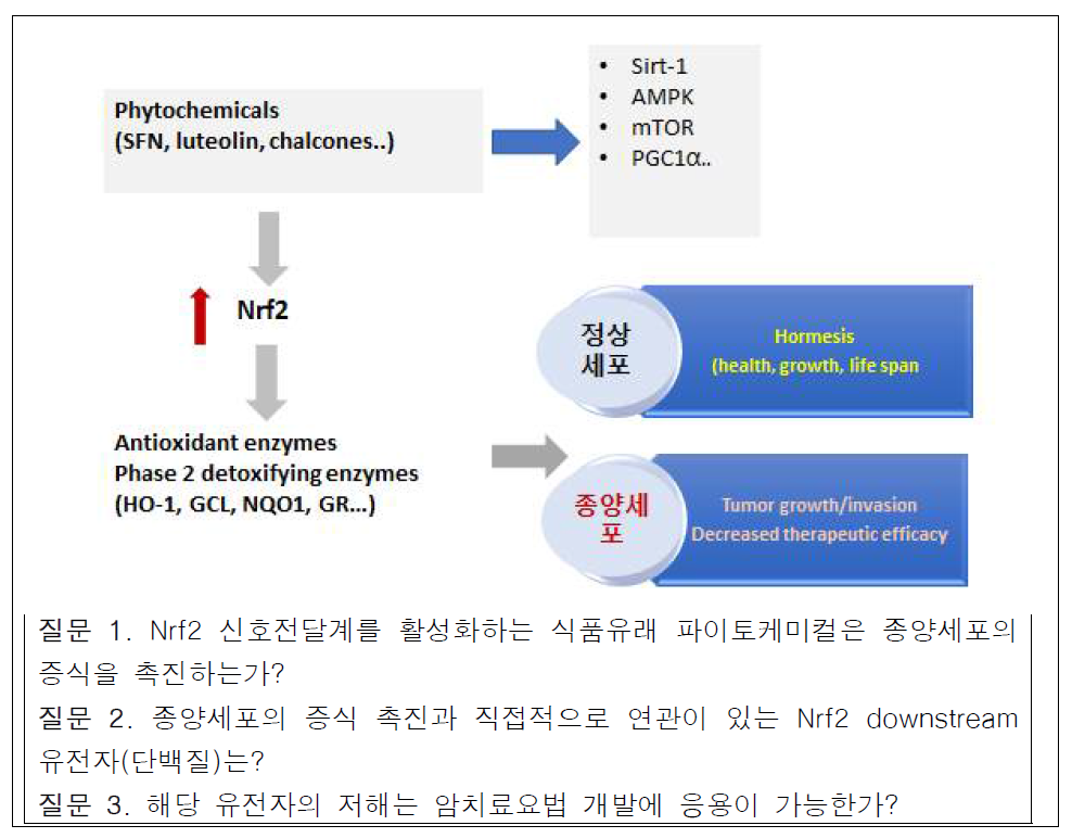 연구가설: Nrf2 유도활성을 갖는 phytochemicals에 의한 항암제 효능 및 암세포증식 조절 가능성