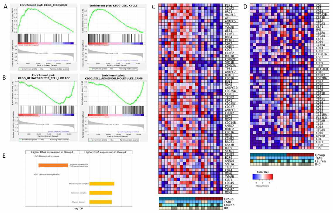 RNA expression and gene sets enrichment analysis (GSEA) of KEGG gene sets.