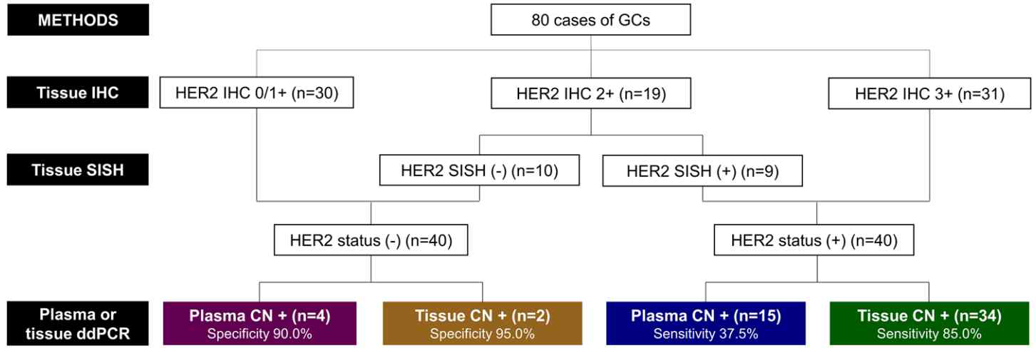 Study profile. GC, Gastric cancer; IHC, Immunohistochemistry; SISH, Silver in situ hybridization; CN; Copy number.