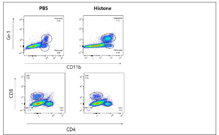 Histone을 복강내 주사후 6시간후 lung에서 chemotaxis를 FACS로 측정함.