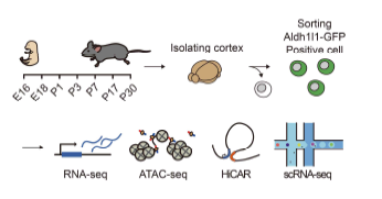생쥐 발생 단계별 별아교세포 샘플 확보 전략
