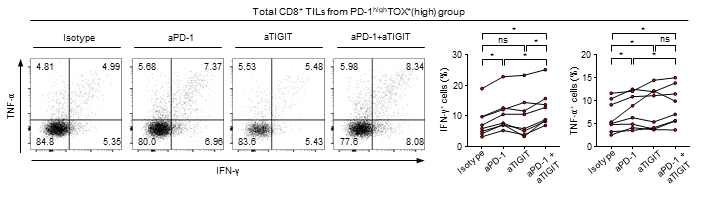 PD-1 차단제 및 TIGIT 차 단제후 CD8+ TIL의 싸이토카인 분 비능력