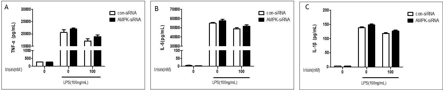 Effect of AMPK knockdown on LPS-induced pro-inflammation in of RAW264.7 cells. Control si-RNA(5nM) or AMPK si-RNA(5nM) was transfected into cells for 24hr, which were then treated with different concentrations of Irisin (0, 100 nM) in the absence or presence of 100ng/mL LPS for 24 h. Levels of TNF-α(A), IL-6(B) and IL-1â(C) in culture supernatants were measured by ELISA. The data presented are the means ± SEM of six independent experiments, and differences between mean values were assessed by t test