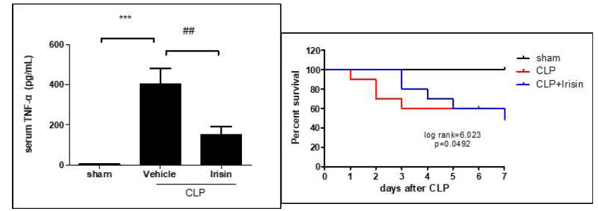 Irisin(250ug/kg) were injected I.M. administration immediately after CLP operation. After CLP, serum were collected at 24 h for measurement of cytokine concentration. Levels of TNF-α(A) and IL-6 (B) serum were determined by ELISA. Seven-day survival in CLP-induced sepsis(C). The data presented are the means ± SEM. n=6. . ***p<0.001 vs. sham; ##p<0.01 vs. CLP group. One way ANOVA was used analyze the difference between groups