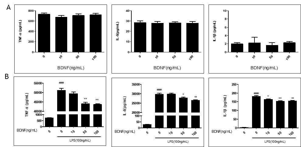 Effect of BDNF on LPS-induced inflammation in of RAW264.7 cells (A). Levels of TNF-α, IL-6, IL-1β in culture supernatants were measured by ELISA (B). The data presented are the means ± SEM of six independent experiments, and differences between mean values were assessed by t test. ###p<0.001 vs. control group; *p<0.05, **p<0.01 vs. LPS group