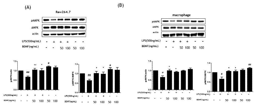 Effect of BDNF on LPS-induced AMPK signaling pathway in of RAW264.7 cells(A) and peritoneal macrophage(B). The expression levels of pAMPK and AMPK were analyzed by western blot. The data presented are the means ± SEM of five independent experiments and differences between mean values were assessed by ttest. # p<0.05 , ##P< 0.01 vs. control group; *p<0.05, *P<0.01 vs. LPS group