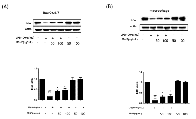 Effect of BDNF on LPS-induced NF-κB signaling pathway in of RAW264.7 cells(A) and peritoneal macrophage(B). The data presented are the means ± SEM of three independent experiments and differences between mean values were assessed by ttest. # p<0.05 , ##P< 0.01 vs. control group; *p<0.05, *P<0.01 vs. LPS group