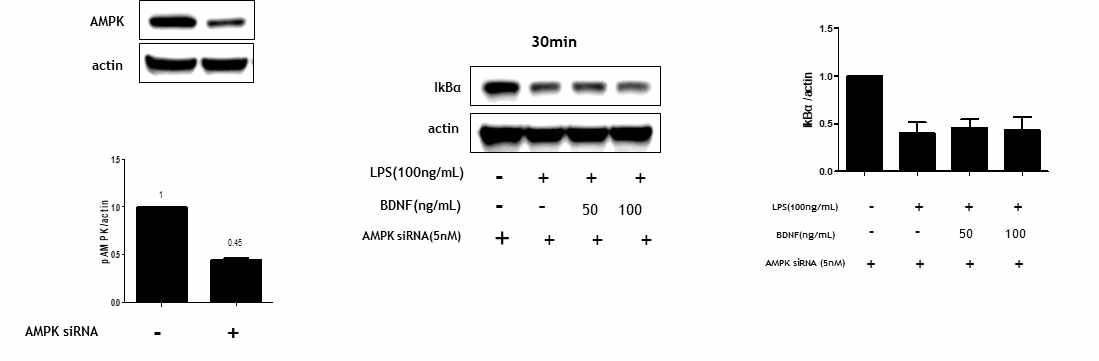 Effects of AMPK knockdown on the suppressive effects of BDNF against LPS-induced NF-kB activation in of RAW264.7 cells. The expression levels of IkBα were analyzed by western blot