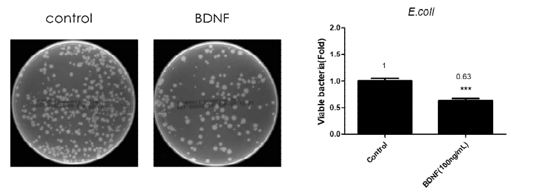 BDNF increases bacteria killing in vitro. The data presented are the means ± SEM of three independent experiments, and differences between mean values were assessed by 2way ANOVA; ***p<0.001