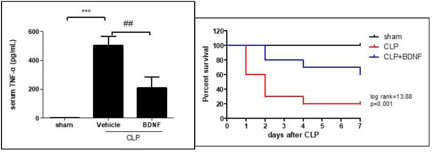 BDNF(5mg/kg) were injected I.M. administration immediately after CLP operation. After CLP, serum were collected at 24 h for measurement of cytokine concentration. Levels of TNF-α in serum were determined by ELISA. Seven-day survival in CLP-induced sepsis. The data presented are the means ± SEM. n=6. ***p<0.001 vs. sham; ##p<0.01 vs. CLP group. One way ANOVA was used analyze the difference between groups