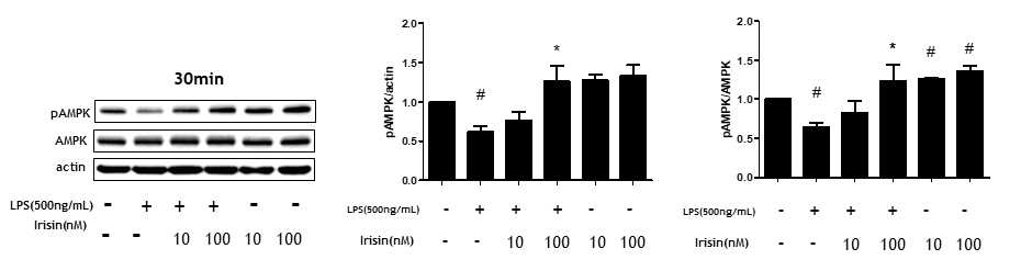 Effect of irisin on LPS-induced AMPK signaling pathway in of RAW264.7 cells. The data presented are the means ± SEM of three independent experiments, and differences between mean values were assessed by t test. # p<0.05 vs. control group; *p<0.05 vs. LPS group