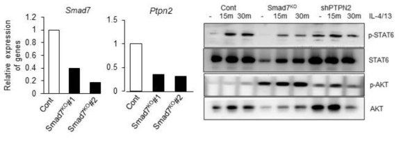 Smad7과 PTPN2의 대식세포 분화 조절