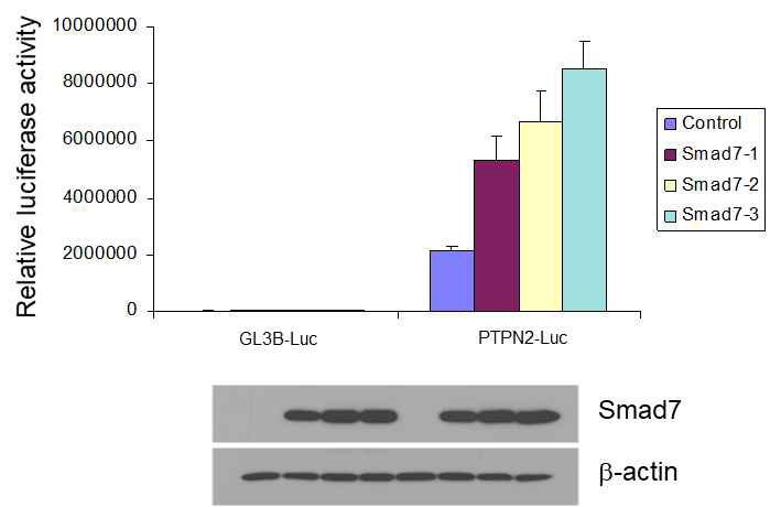 Smad7에 의한 PTPN2 promoter 활성 증가