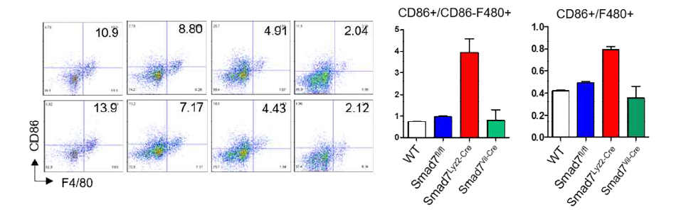 Lyz-Cre Smad7 동물에서 M1 대식세포의 비율 증가