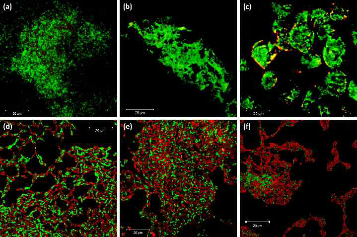 LDPE 표면에 형성된 생물막의 공초점주사현미경 사진. (a-c) LDPE 표면의 생물막 (d-f) LDPC 입자를 제거한 배양용액에서의 세포. 생존세포는 녹색으로 사멸 세포는 적색으로 표현. 사진은 각각 (a, d) 배양 15일 후, (b, e) 30일 후, 그리고 (c, f) 45일 후를 나타냄