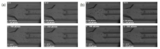 High-speed camera images of acoustofluidic chip outlet under conditions frequency = 1.95MHz. (a) haematococcus+cc125, (b) haematococcus+chlorella