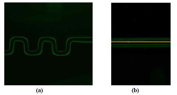 Fluorescent microscopic images of particle focusing (a) by serpentine inertial microchannel, (b) by acoustofluidic device