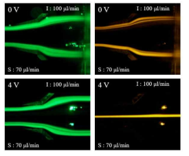 Fluorescent microscopic images of particles focusing before and after applied voltage to PZT