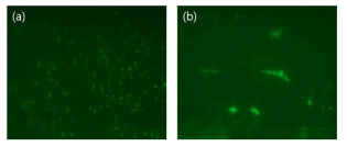 Fluorescent images of particles (a) before trapping, (b) after trapping when applied voltage