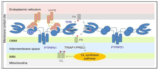 PTPIP51의 기능에 대한 모델 (Yeo & Park, 2021, EMBO Reports)