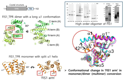 FIS1의 삼차원 구조 (TPR 도메인)