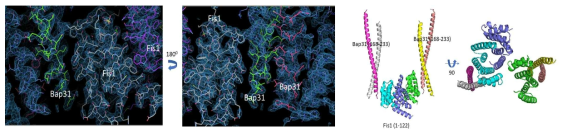 Bap31-Fis1 복합체의 전자밀도 및 삼차원 구조